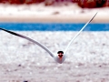 Caspian Tern