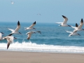 Caspian Tern