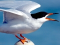 Caspian Tern