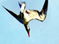 Caspian Tern
