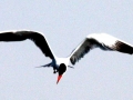 Caspian Tern