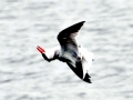 Caspian Tern