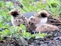 Caspian Tern
