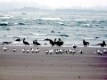 Caspian Tern