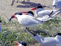 Caspian Tern