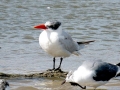 Caspian Tern
