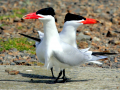 Caspian Tern
