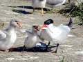 Caspian Tern
