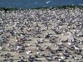 Caspian Tern
