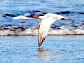 Caspian Tern