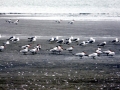 Caspian Tern
