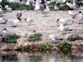 Caspian Tern