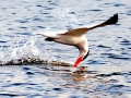 Caspian Tern