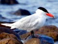 Caspian Tern