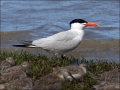 Caspian Tern