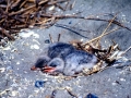 Caspian Tern