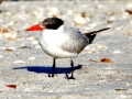 Caspian Tern