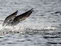 Caspian Tern