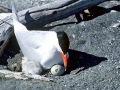 Caspian Tern
