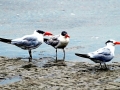 Caspian Tern