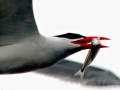 Caspian Tern