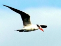 Caspian Tern