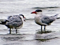 Caspian Tern