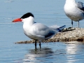 Caspian Tern