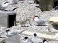 Caspian Tern
