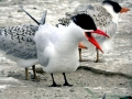 Caspian Tern