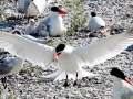 Caspian Tern