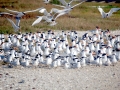 Caspian Tern