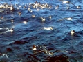 Chatham Albatross