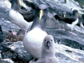 Chatham Albatross
