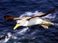 Chatham Albatross