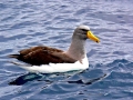 Chatham Albatross