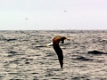 Chatham Albatross
