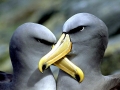 Chatham Albatross