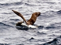 Chatham Albatross
