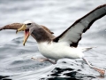 Chatham Albatross