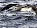Chatham Albatross