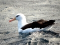 Chatham Albatross