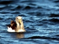 Chatham Albatross