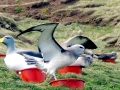 Chatham Albatross