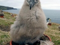 Chatham Albatross