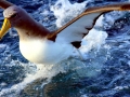 Chatham Albatross