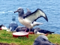 Chatham Albatross