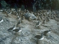Chatham Albatross
