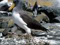 Chatham Albatross