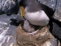 Chatham Albatross